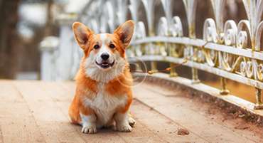 '.esc_attr__('image', 'welsh-corgi').'