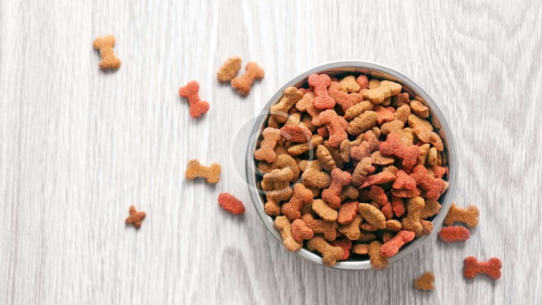 What a Newbie Should Know about Dog Food